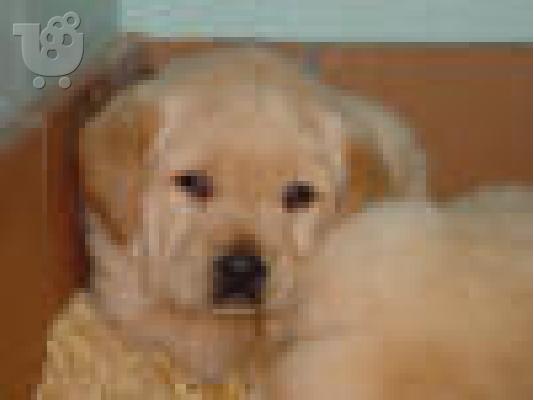 PoulaTo: Labrador retriever Λαμπραντόρ
